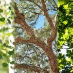 Fire-Resistant Trees: 6 Secrets for Smart Landscaping in 2024. Discover 6 Fire-Resistant Trees for 2024's Smart Landscaping.