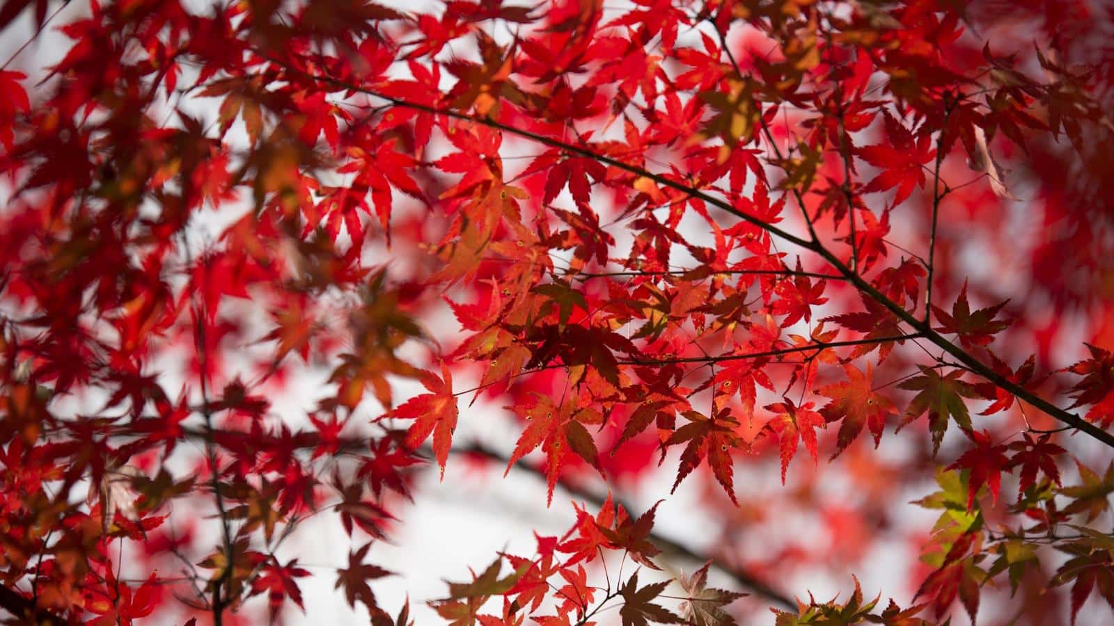 Uncover 9 Stunning Trees with Red Leaves for 2024.