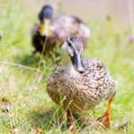 Ducks: Secrets to Slug Control in 2024 – Discover Today.
