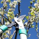Prune Trees Wisely: 2024 Secrets to Avoid Costly Mistakes.