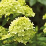 Secrets to Pruning Panicle Hydrangeas for Stunning Blooms in 2024.