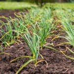 Uncover 7 Secrets to Thriving Vegetables This October 2024.