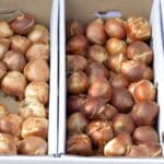 Unlock 2024’s Secrets: 3 Must-Know Tips for Storing Bulbs.