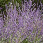 Unlock 2024's Secrets to Grow Stunning Russian Sage Now.
