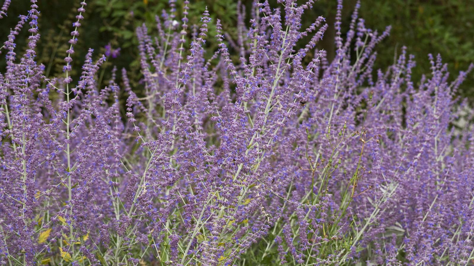 Stunning Is Russian Sage Edible Pictures