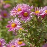 10 Best Aster Varieties for Stunning 2024 Blooms.