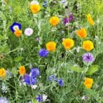 Autumn's 7 Flower Secrets for Glorious 2024 Gardens.