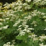 Secrets to Grow a Thriving 2024 Forest Garden.