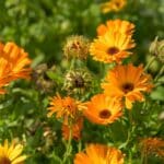 Harvest Calendula Seeds in 2024 for Vibrant Blooms.
