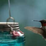 Attract Hummingbirds in 2024: Discover Secrets to Amazing Wind Chimes Today.