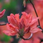Fall Secrets for Rhododendrons and Azaleas: 5 Expert Tips for Winter Prep.