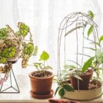Transform Your Indoor Garden: 5 Secrets to Trellis Success in 2024.