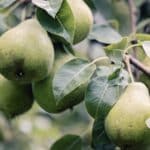 Unlock 2024 Secrets to Boost Your Pear Tree Harvest.