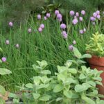 Unlock the Secrets of 7 Herbs for Free Plants in 2024.