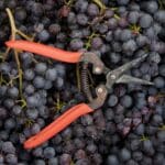 Unlock the Secrets to Harvesting Grapes: 6 Steps for Success in 2024.