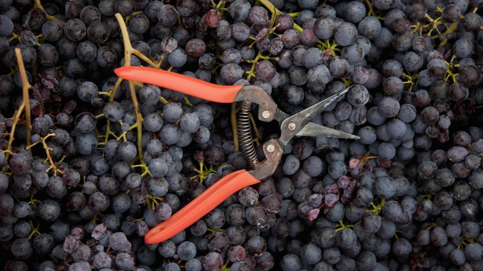 Unlock the Secrets to Perfectly Harvesting Grapes in 2024.