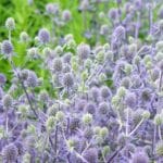 Unlock the Secrets of 2024's Best Eryngium Varieties Today. best-eryngium-varieties-for-flower-beds