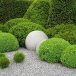 best-evergreens-small-front-yards-expert-recommendations