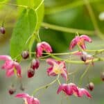 best-ground-cover-plants-hide-tree-roots-options