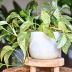 best-pothos-varieties-7-unique-trailing-houseplants