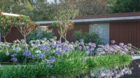 Foto de flores para jardim, com foco em melhores espécies para cultivar em casa.