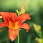 how-to-divide-daylilies-expert-propagation-advice
