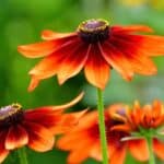 how-to-harvest-black-eyed-susan-seeds-tips
