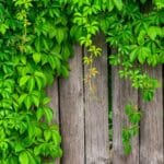 Transform Your Yard with 5 Secrets of Living Fences in 2024. living-fence-ideas-five-ways-to-enhance-boundary