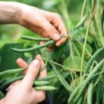 when-to-harvest-bush-beans-for-best-flavor
