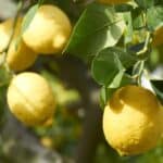 why-are-my-citrus-leaves-curling-5-reasons