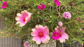 7 Essential Tips for Growing and Caring for Carpet Plants at Home 5 Foto da flor onze horas em um jardim