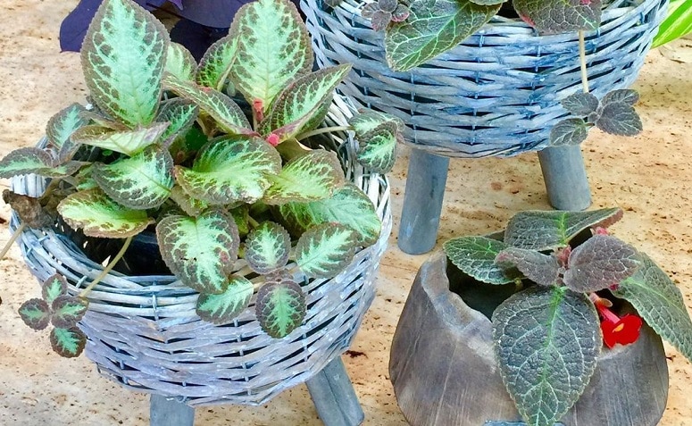 7 Essential Tips for Growing and Caring for Carpet Plants at Home 3 Imagem da planta-tapete em destaque