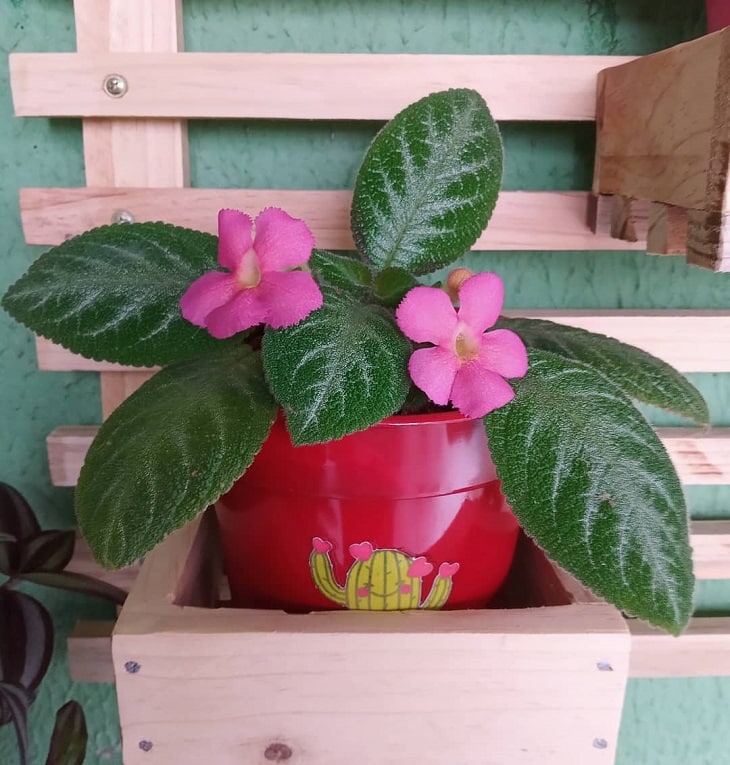 Planta-tapete com folhas delicadas