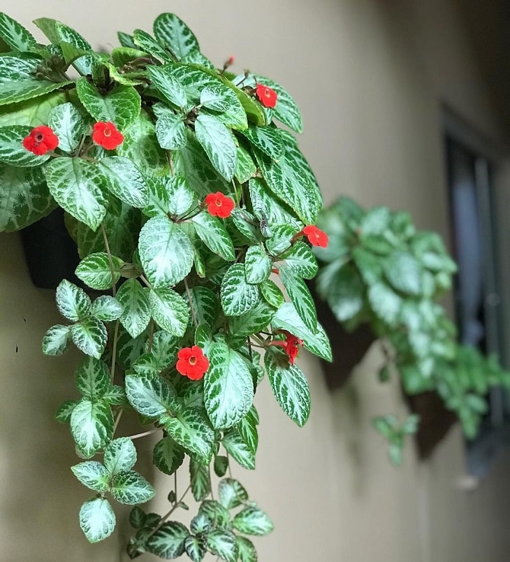 7 Essential Tips for Growing and Caring for Carpet Plants at Home 2 Planta-tapete em vaso pendente