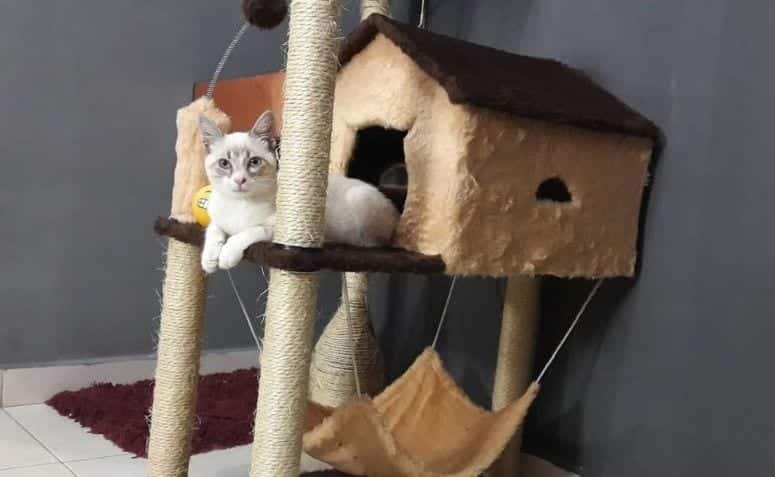 Imagem de uma casinha para gato em formato tradicional, ideal para proporcionar conforto ao pet.