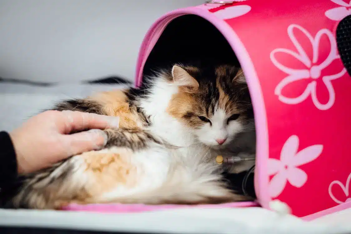 Ideias de decoração para pets: torne sua casa mais divertida para eles e para você