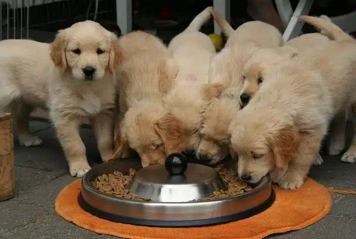 Ideias de decoração para pets: torne sua casa mais divertida para eles e para você