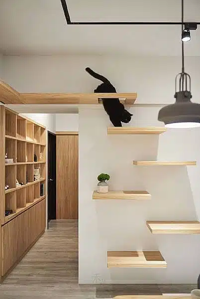 Decoração para pets: mantenha prateleiras livres para os gatos