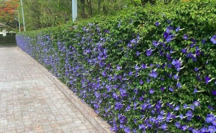 Concregrama: vantagens e 50 ideias de aplicação para te inspirar