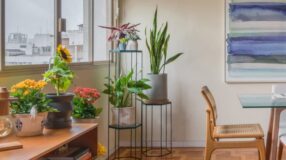 plantas que absorvem energias negativas