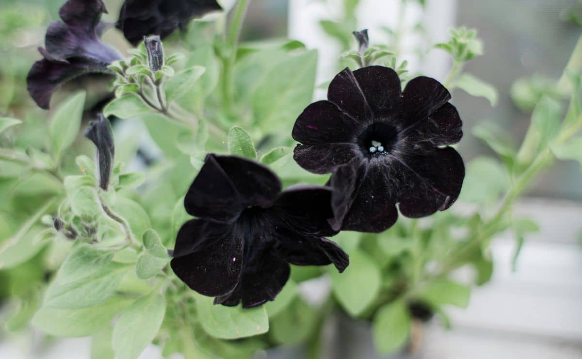12 espécies de flores negras que vão surpreender com tanta beleza
