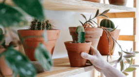 Prateleira para plantas, ideal para adicionar vida ao ambiente