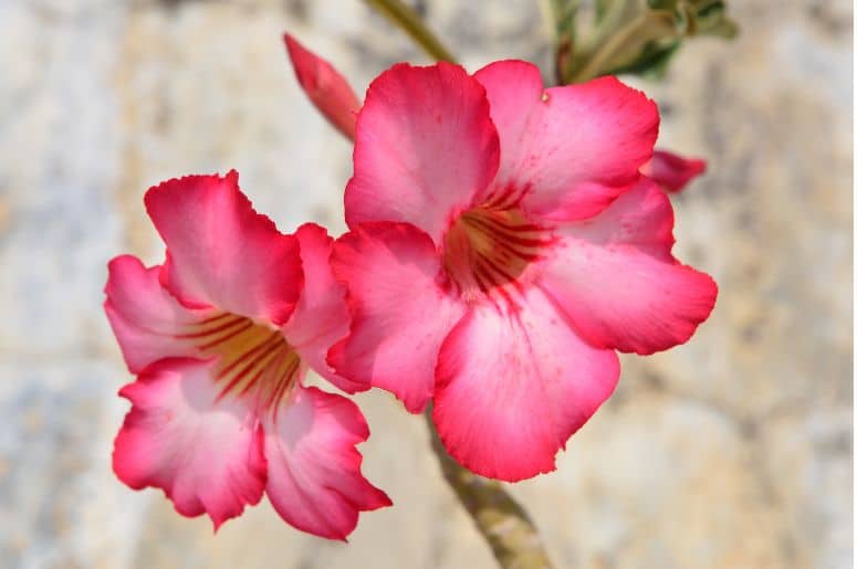 Imagem do Adenium Obesum, a Rosa do Deserto verdadeira, com flores grandes e coloridas.