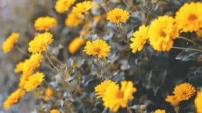 A casa fica mais atrativa e charmosa quando é enfeitada com várias flores coloridas. Além disso, você consegue soltar a imaginação e criar até hortas com a floreira de madeira.