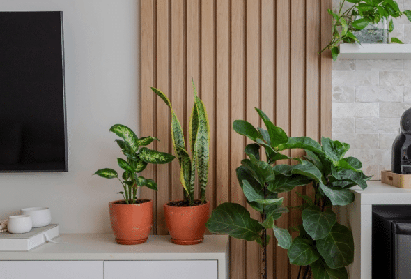 Quase imortais: 8 plantas resistentes para cultivar sem medo.
