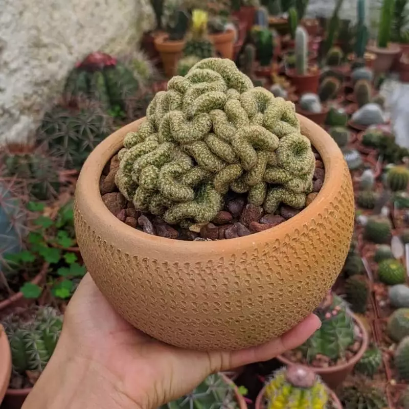 Discover the Fascinating Brain Cactus: Care Tips and Insights about Mammillaria elongata 5 Uma imagem do cacto cérebro em exposição.