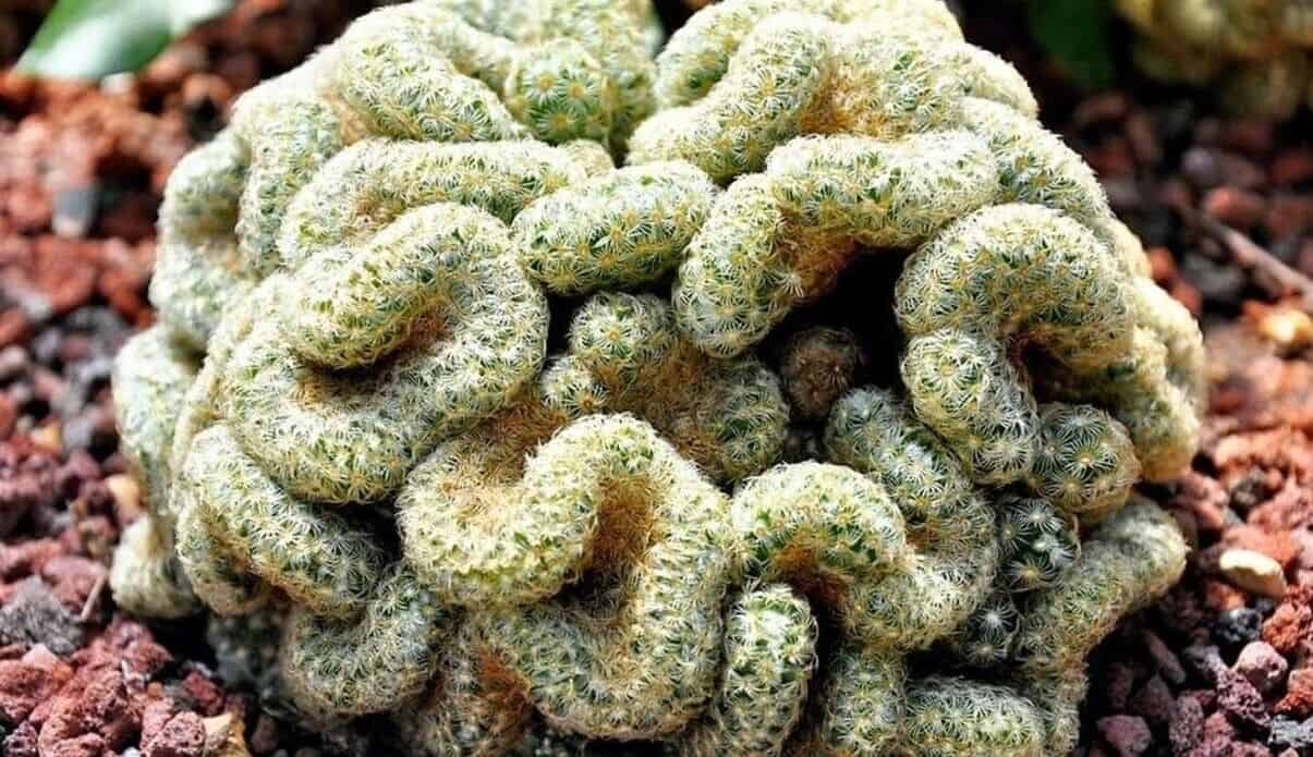 Discover the Fascinating Brain Cactus: Care Tips and Insights about Mammillaria elongata 3 Capa do artigo mostrando o cacto cérebro.