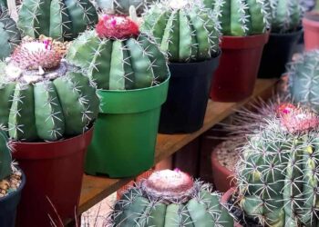 Discover the Fascinating Brain Cactus: Care Tips and Insights about Mammillaria elongata 10 Imagem do cacto coroa-de-frade, mostrando suas características.
