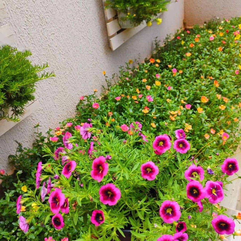 Imagem de um canteiro de flores