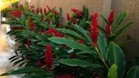 Transform Your Garden: 55 Incredible Tire Gardening Ideas! 9 Canteiro de muro com pneus.